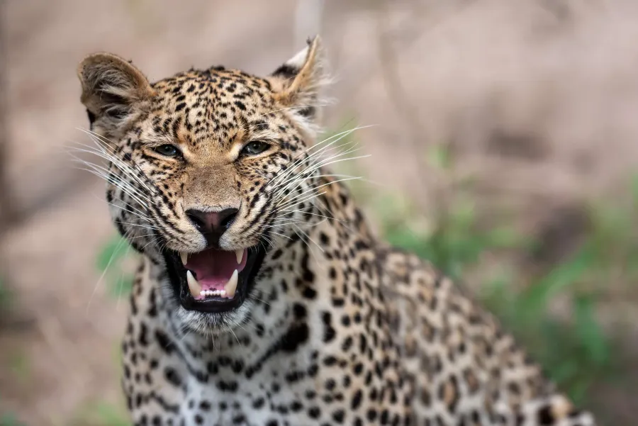 A leopard snarling with bared teeth