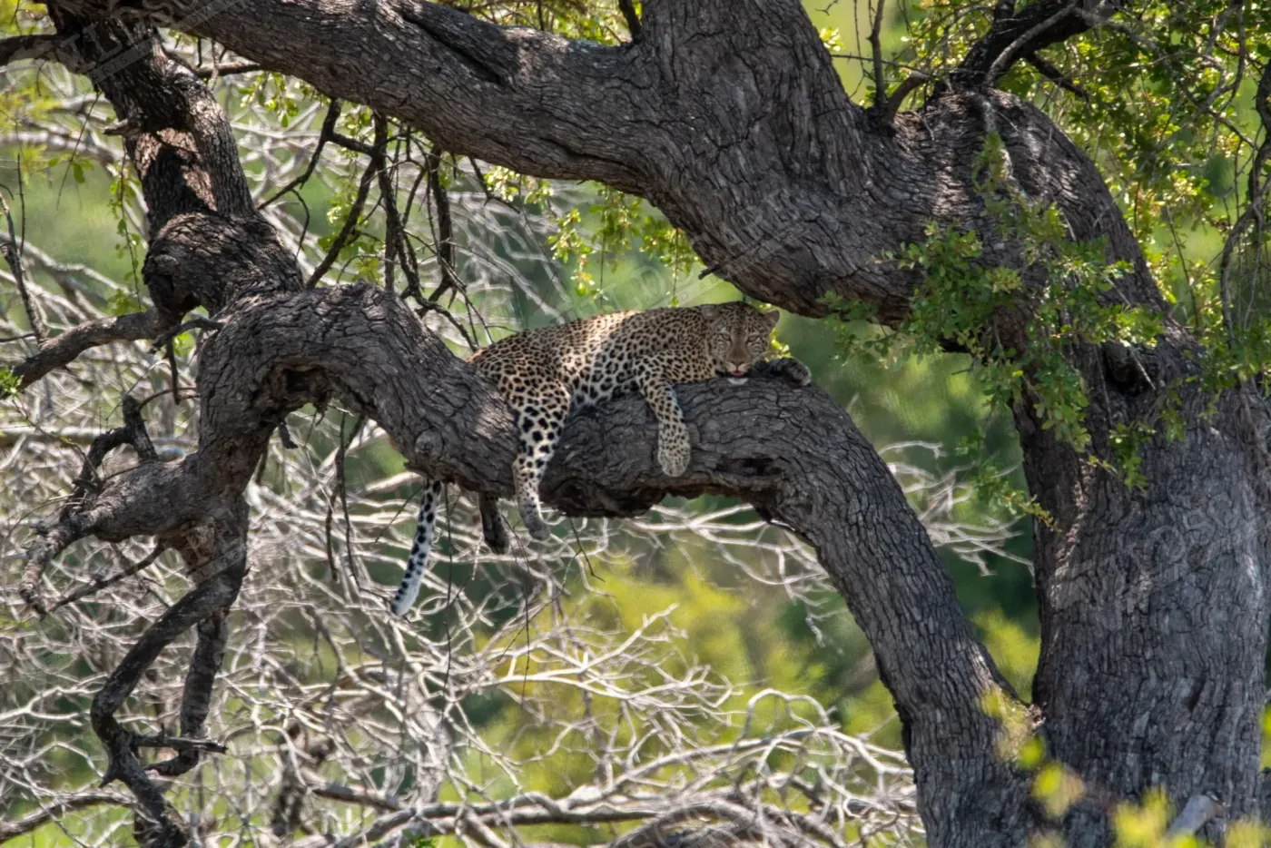 A leopard resting in the spreading branches of an old tree
