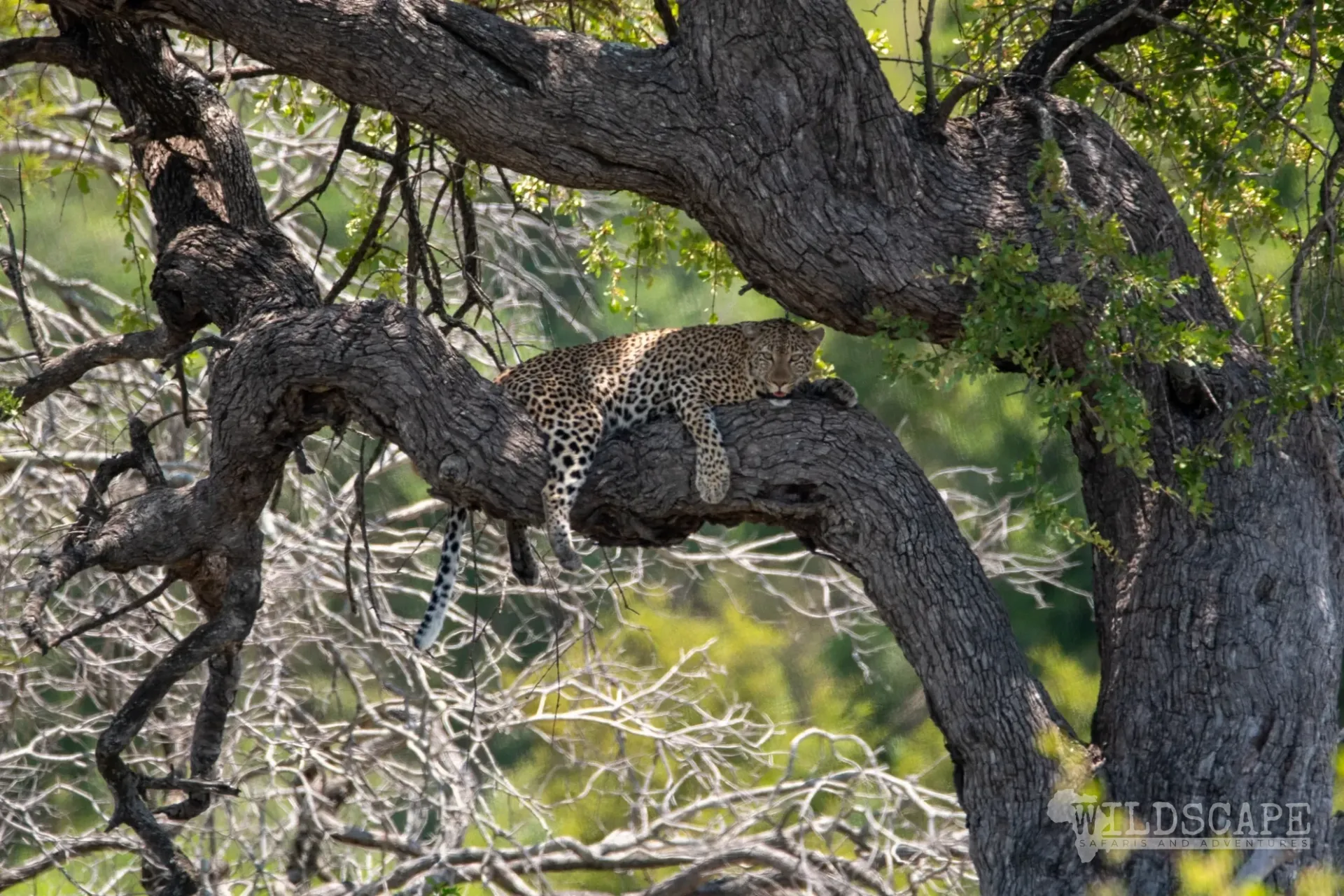 A leopard resting in the spreading branches of an old tree