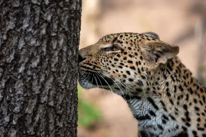 A leopard peering out from behind a tree trunk