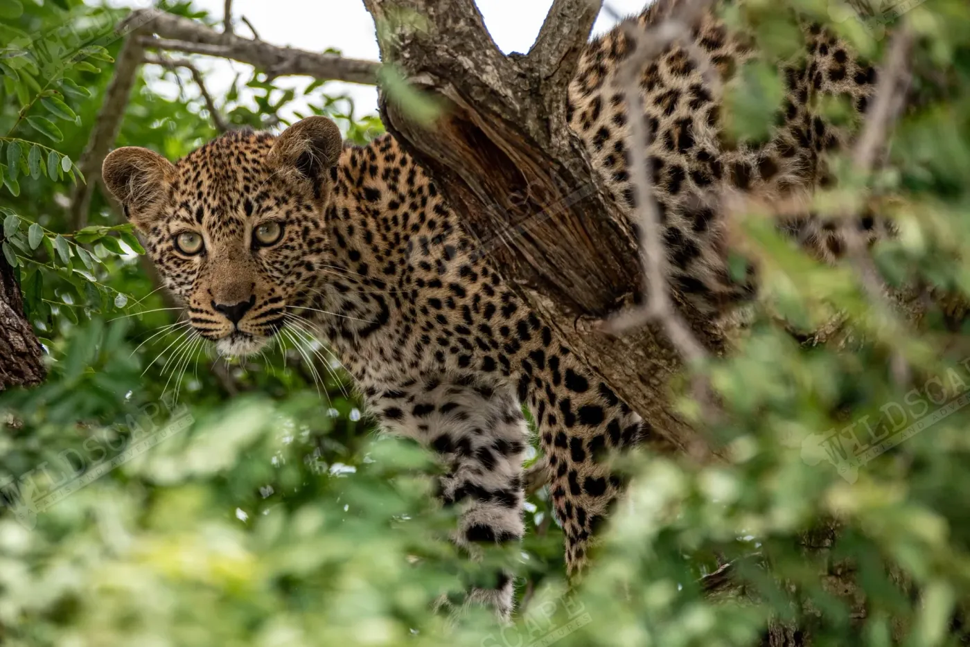 A leopard resting on a thick branch among green leaves