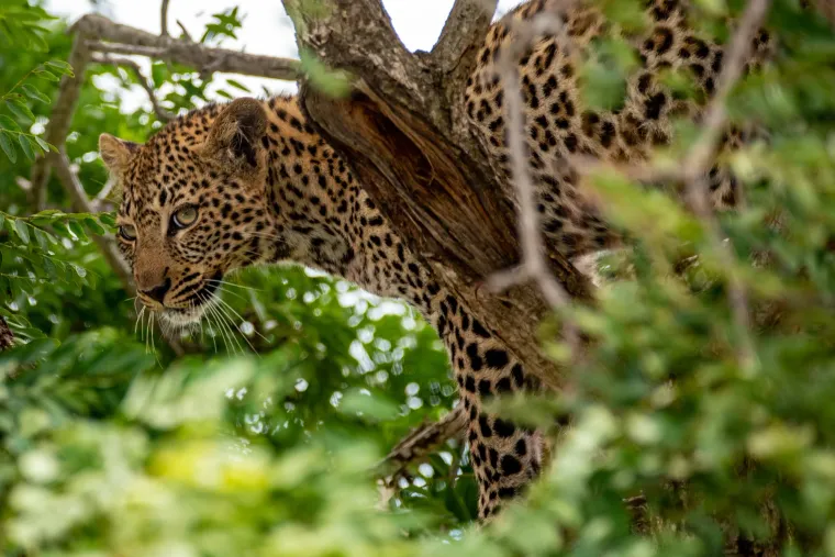 A leopard lying in the branches of a tree