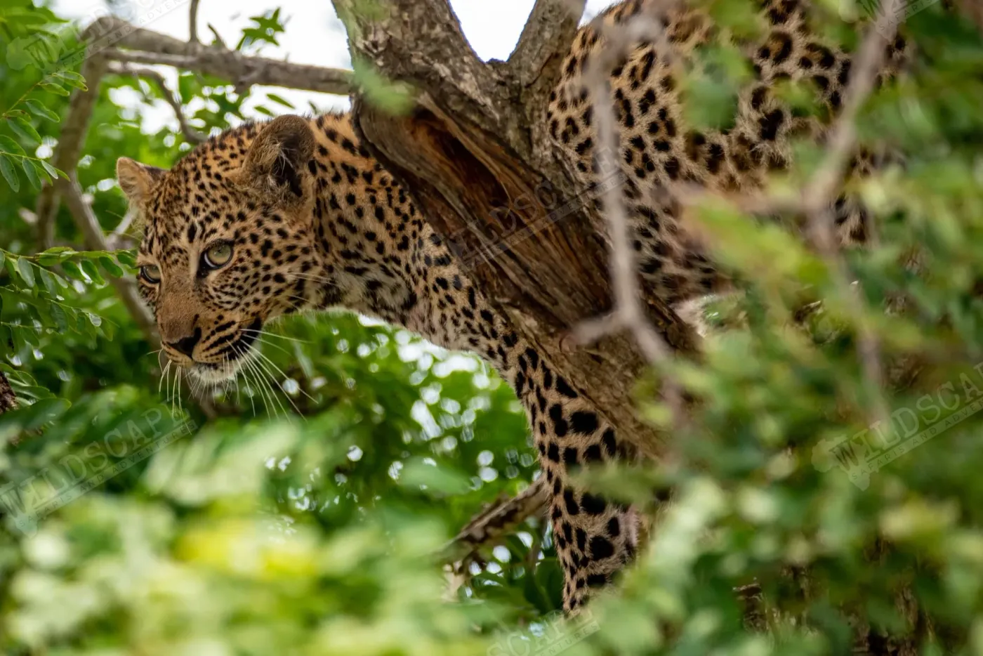 A leopard lying in the branches of a tree