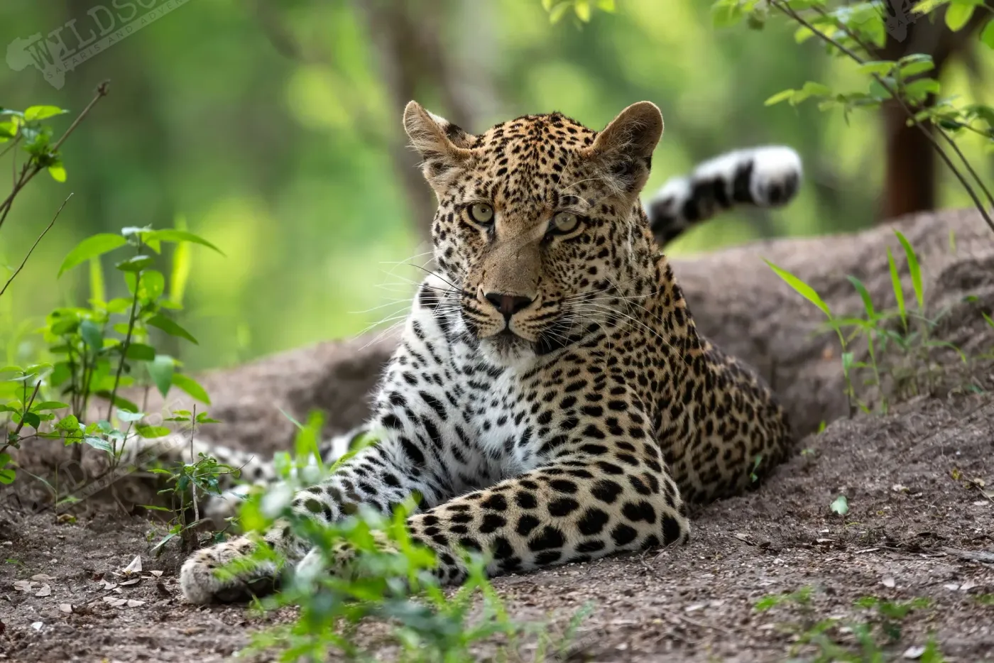 A leopard lying alert at the edge of a clearing