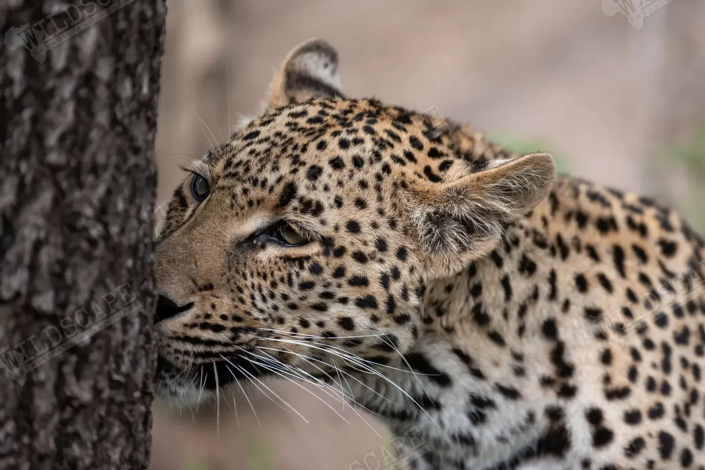 Head of a leopard in profile against a tree trunk