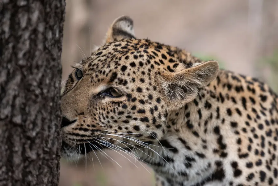 Head of a leopard in profile against a tree trunk