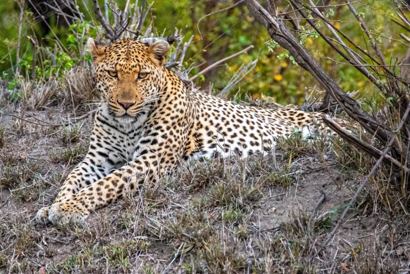 A leopard resting in dry grass beneath a bush