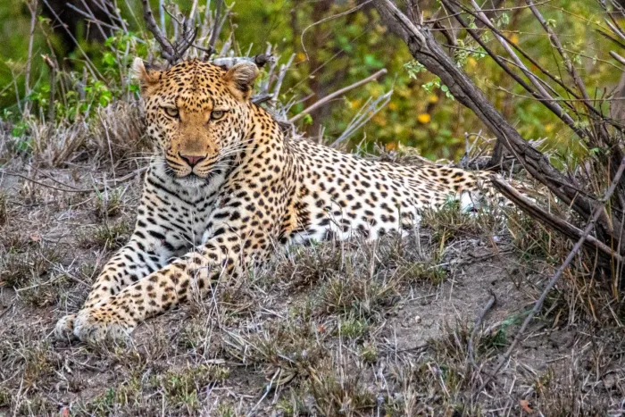 A leopard resting in dry grass beneath a bush