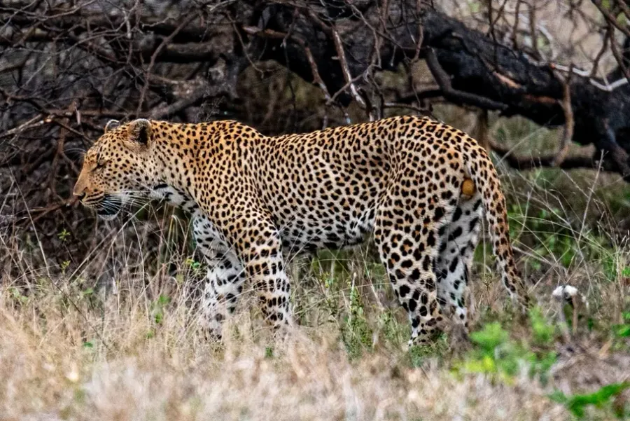 A leopard standing side-on in tall grass in front of dead branches