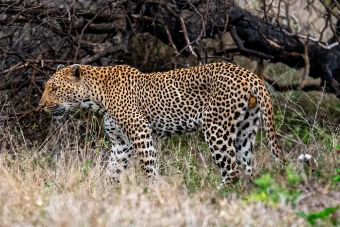 A leopard standing side-on in tall grass in front of dead branches