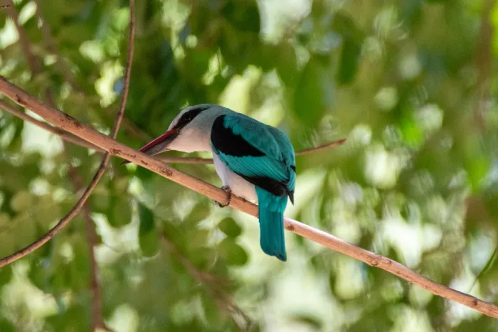 A turquoise bird on a thin twig
