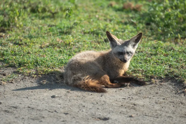 A bat-eared fox curled up in the sand