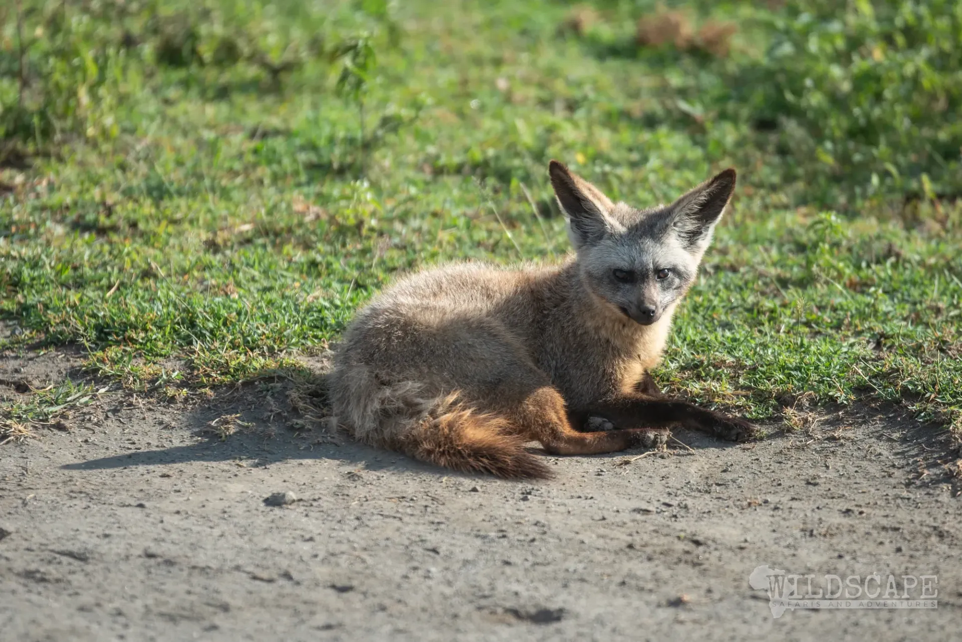 A bat-eared fox curled up in the sand