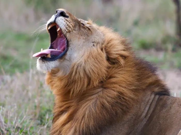 A lion with mouth wide open, photographed from the side