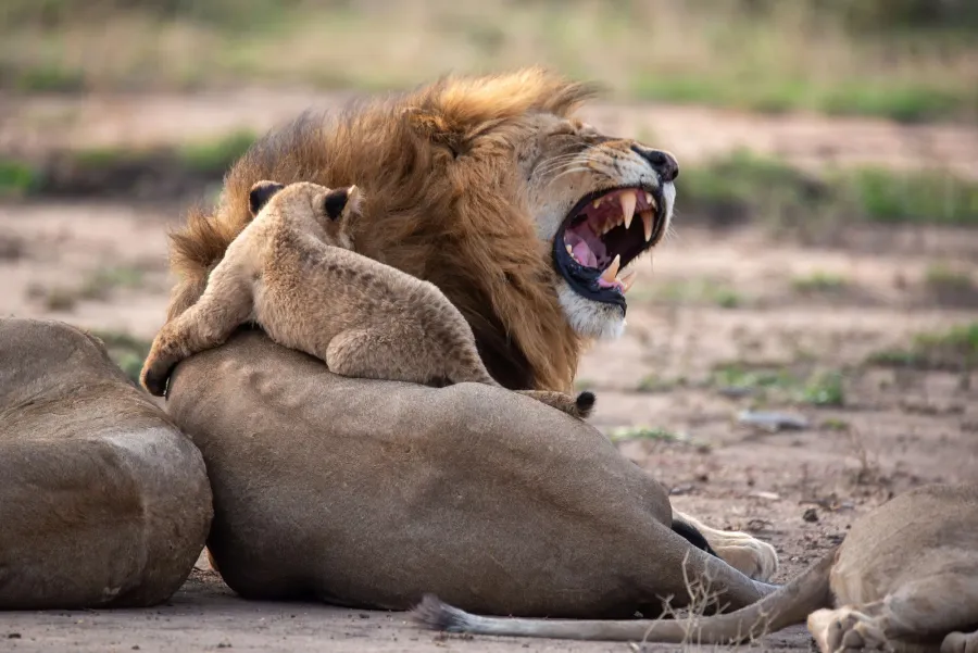 A yawning lion with a cub climbing on his back