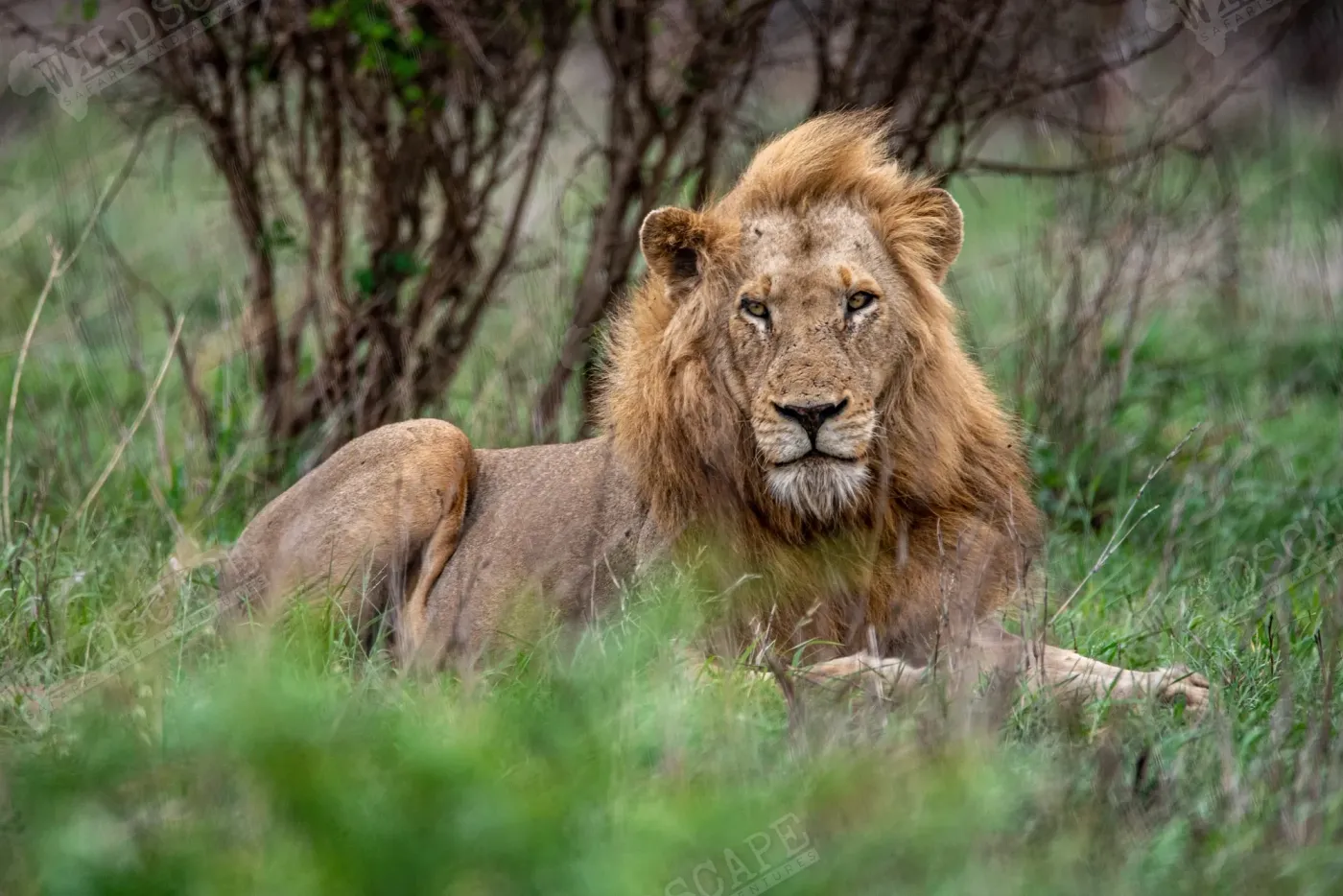 A dark-maned lion lying alert in tall grass