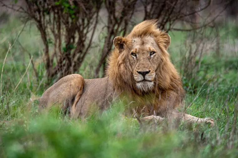 A dark-maned lion lying alert in tall grass