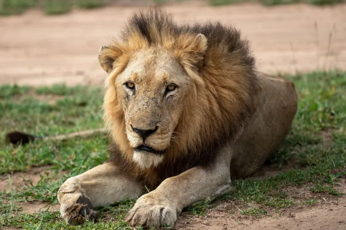 A large full-maned lion lying on open ground
