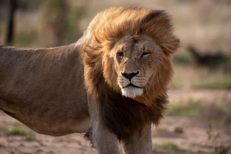 Close-up of a lion with a full mane, eyes half closed