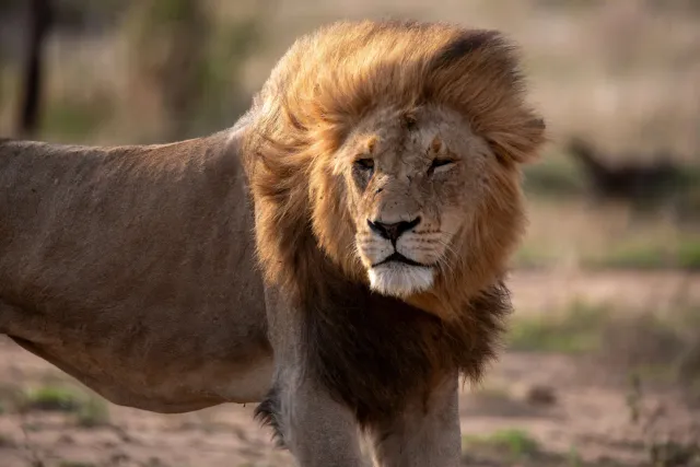 Close-up of a lion with a full mane, eyes half closed