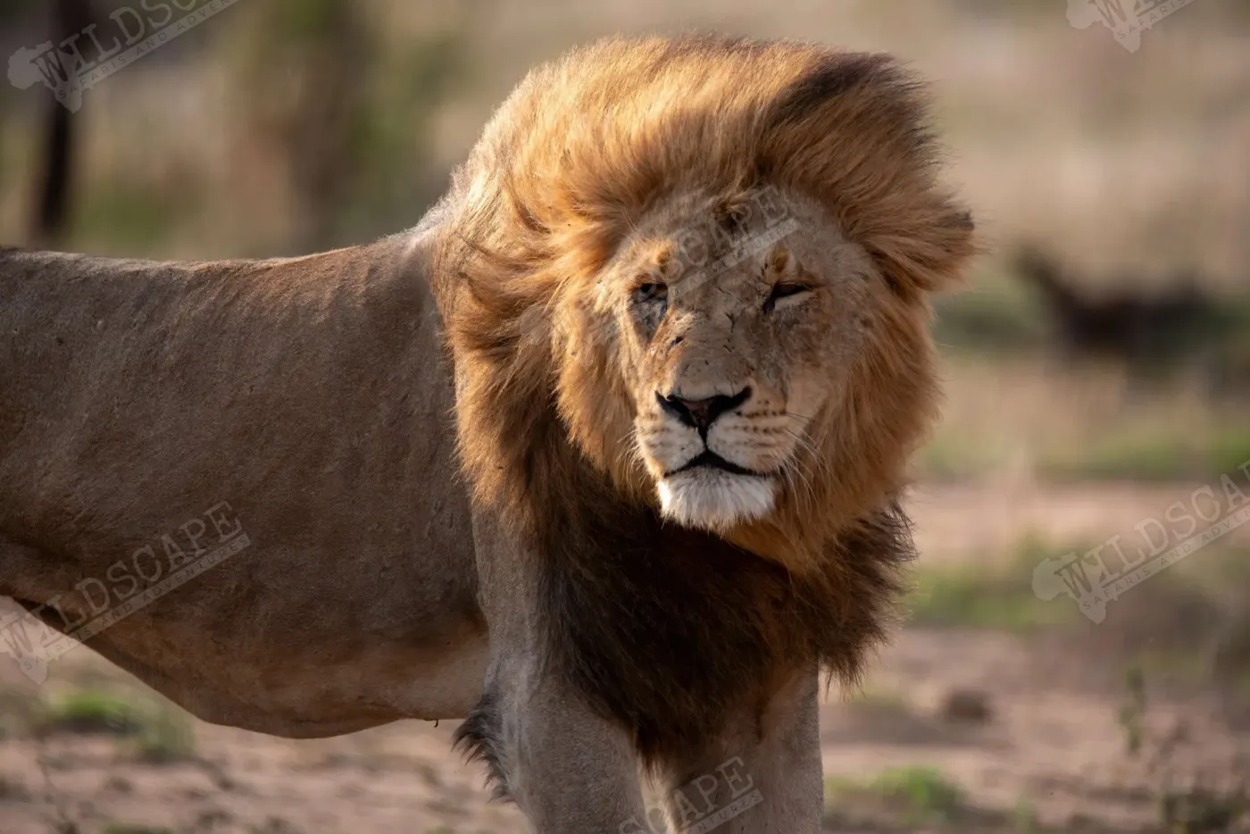 Close-up of a lion with a full mane, eyes half closed