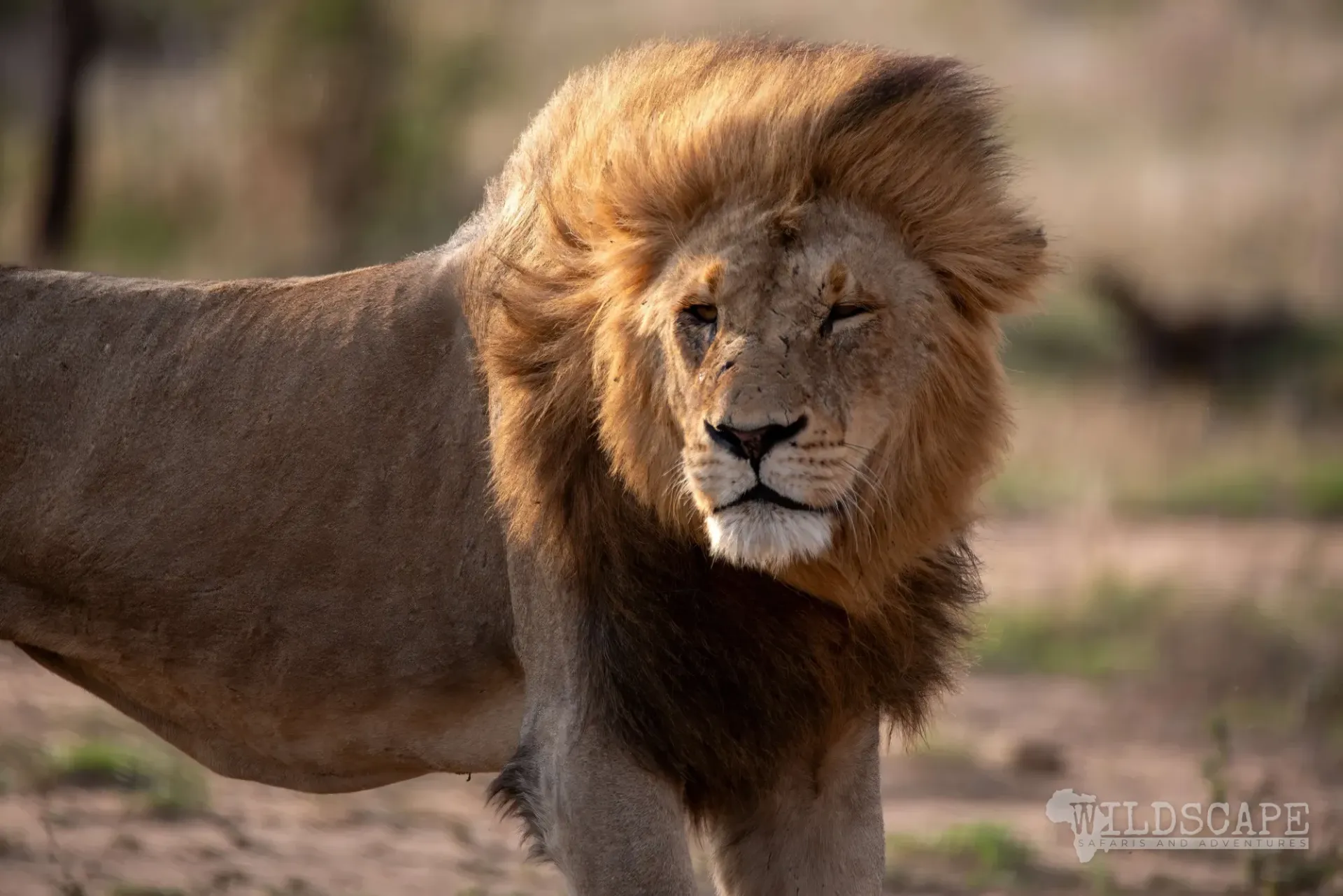 Close-up of a lion with a full mane, eyes half closed
