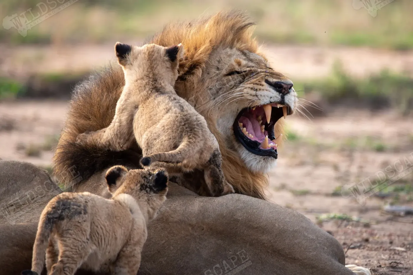 A lion with wide-open mouth, two cubs playing around him