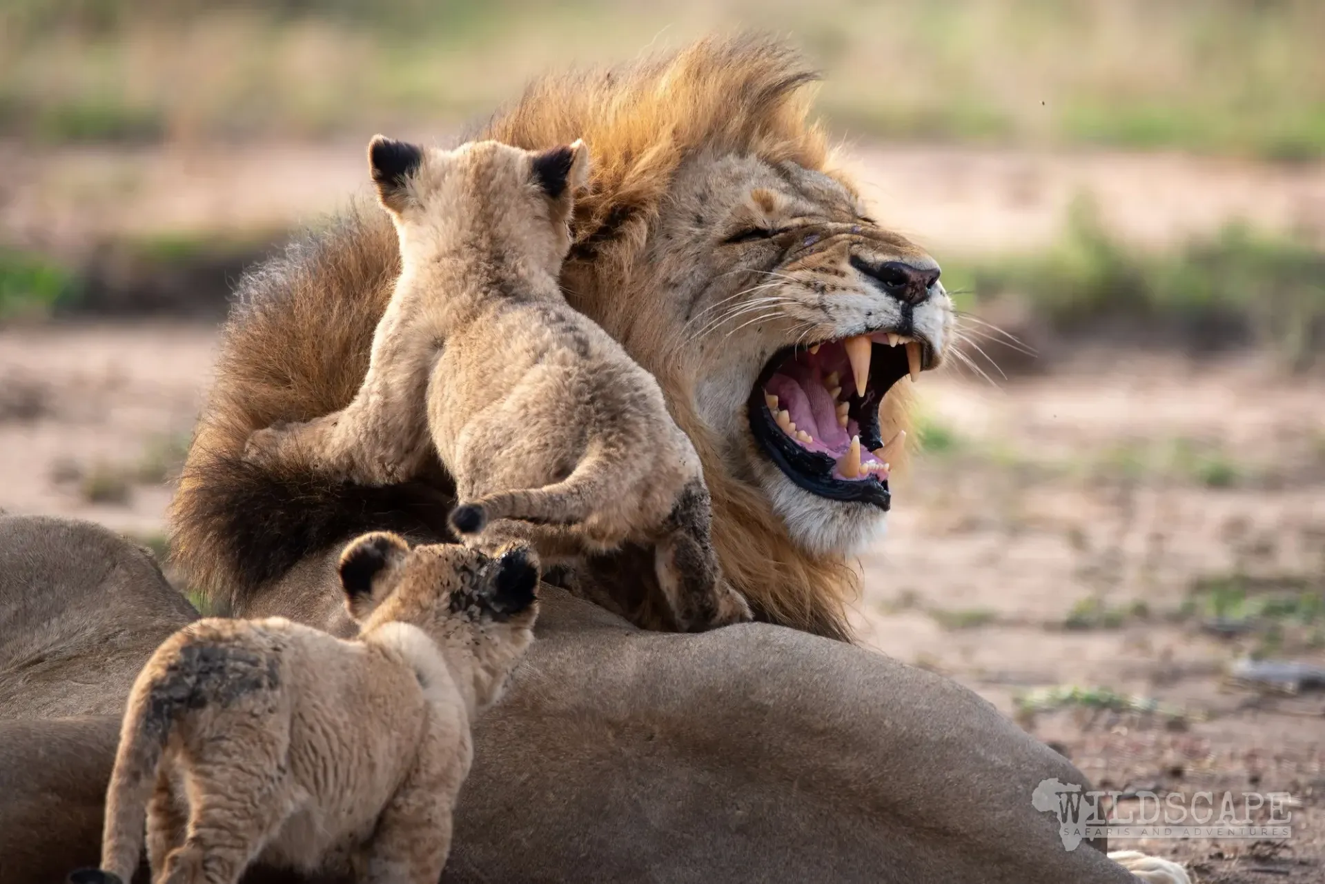 A lion with wide-open mouth, two cubs playing around him