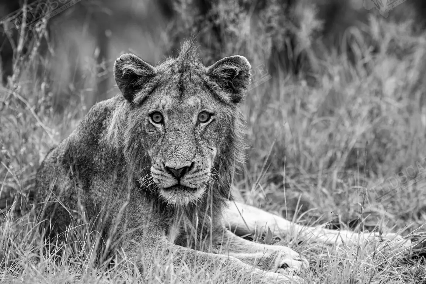 Black-and-white photograph of a lion looking straight at the camera