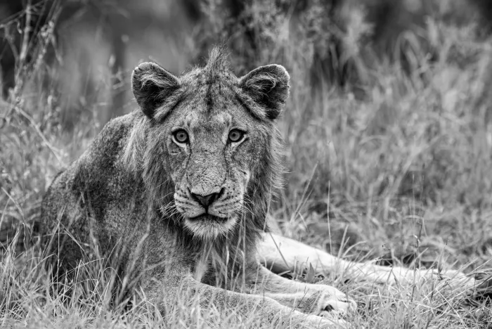 Black-and-white photograph of a lion looking straight at the camera