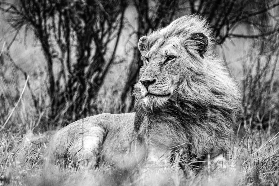 Black-and-white photograph of a lion in dense bush