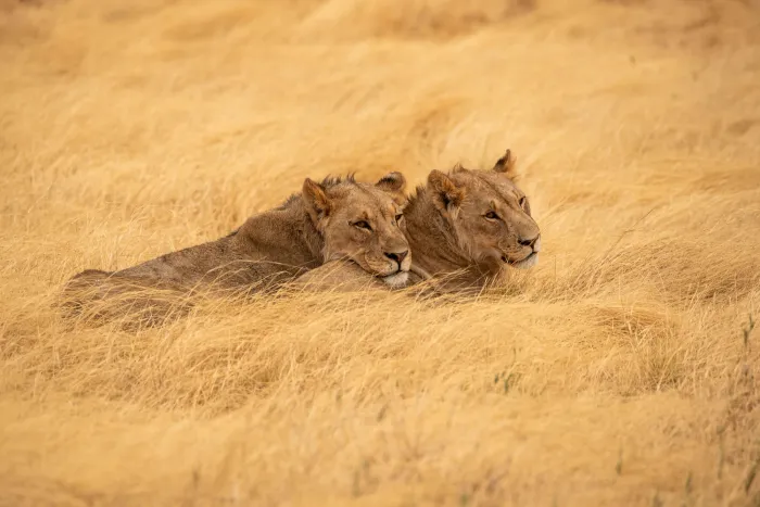 Two lions resting side by side in dry golden grass