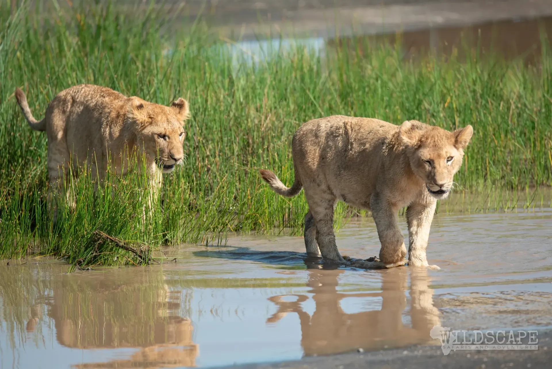 Two lion cubs standing in the shallow water of a pan