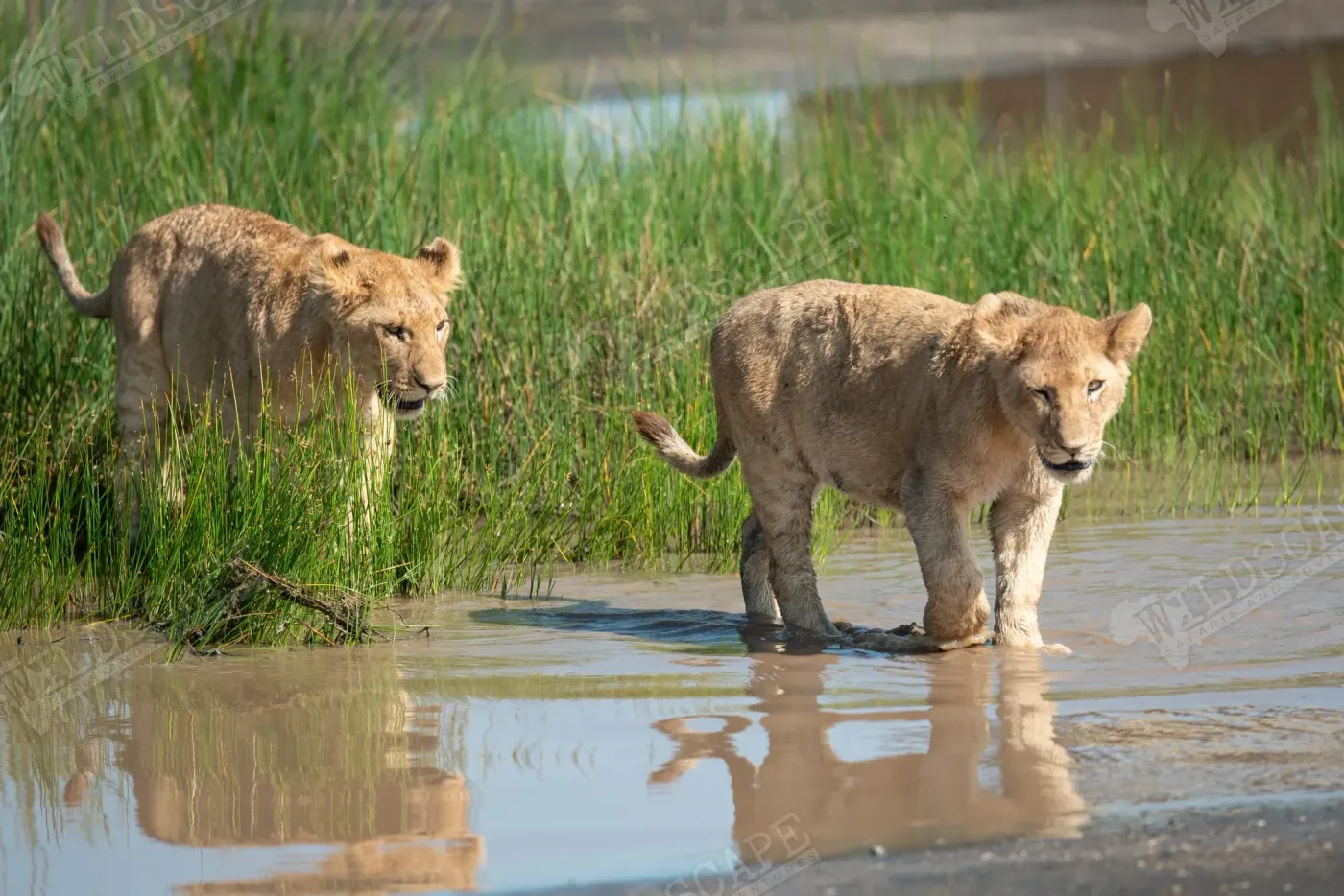 Two lion cubs standing in the shallow water of a pan