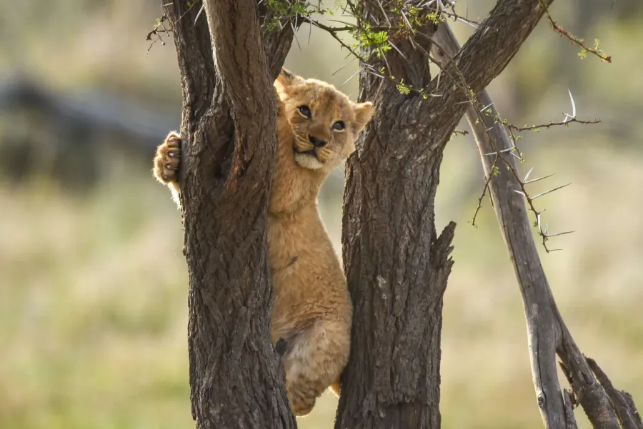 A lion cub climbing up a slender tree trunk