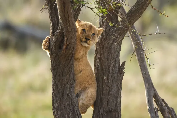 A lion cub climbing up a slender tree trunk