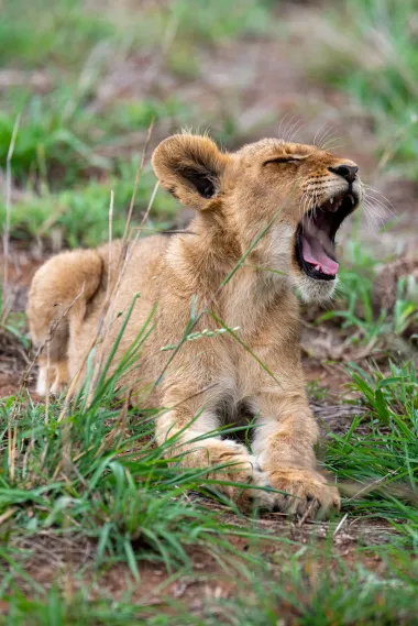 A lion cub yawning in the middle of tall grass