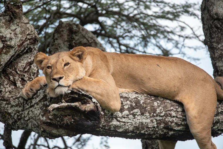 A lioness stretched out along a horizontal branch