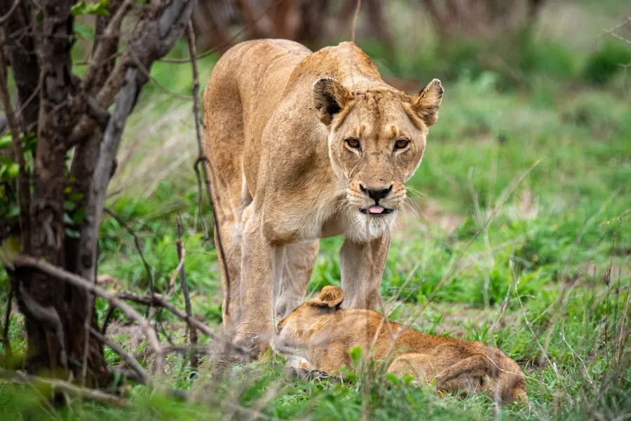 A lioness walking through grass, her cub following behind