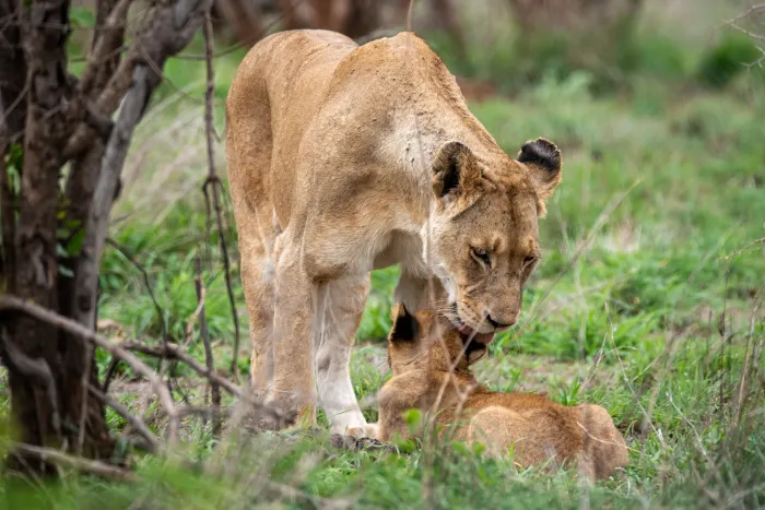 A lioness bending down to her cub in the grass