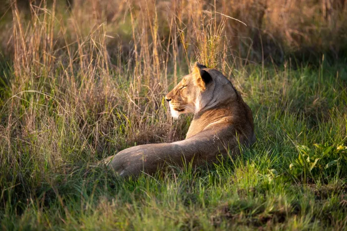 A lioness resting in the grass, looking to the side