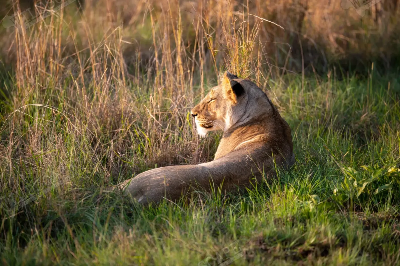 A lioness resting in the grass, looking to the side