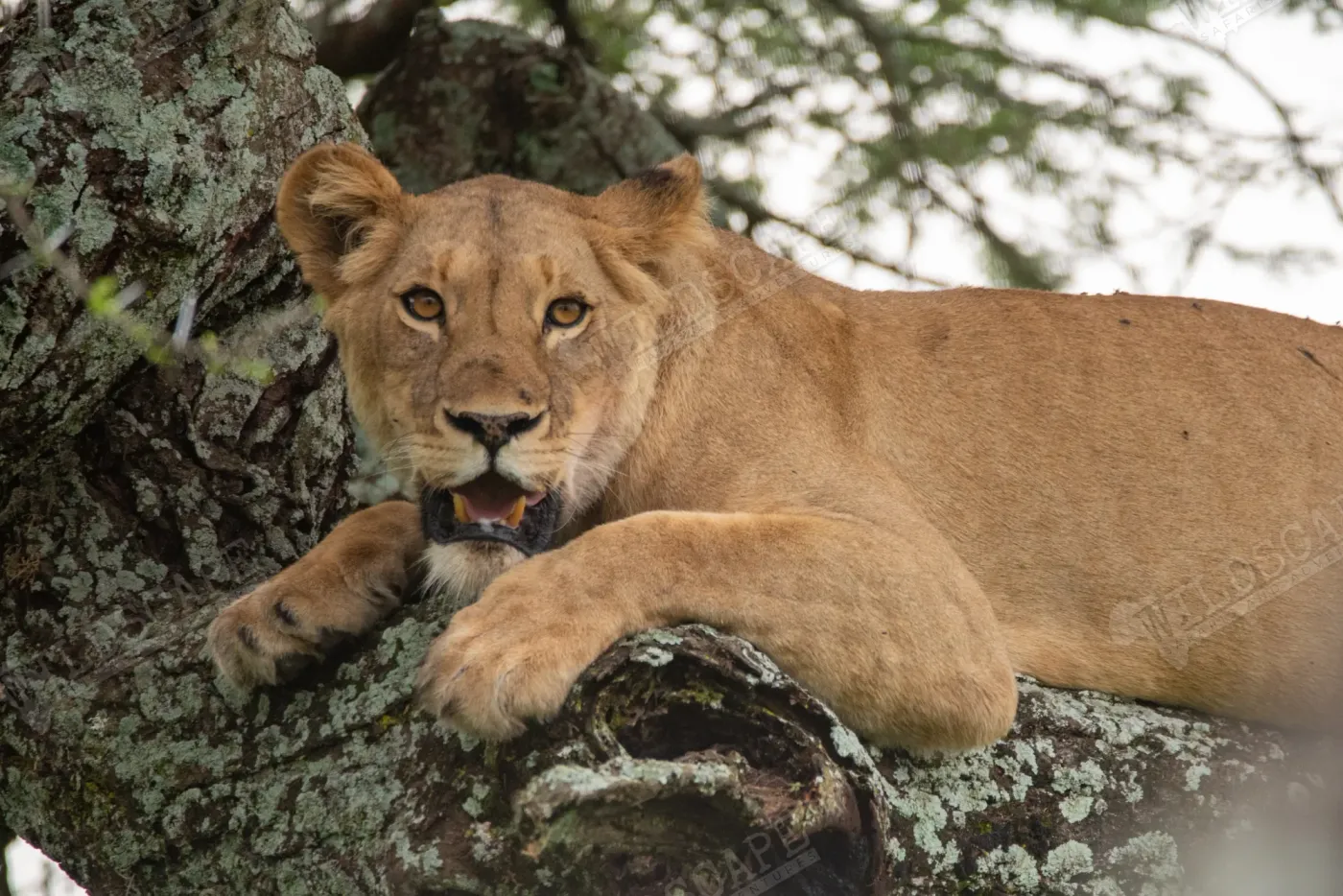 A lioness resting in the shade of a tree on a rock