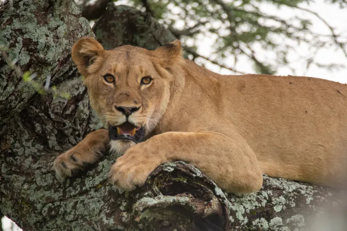A lioness resting in the shade of a tree on a rock