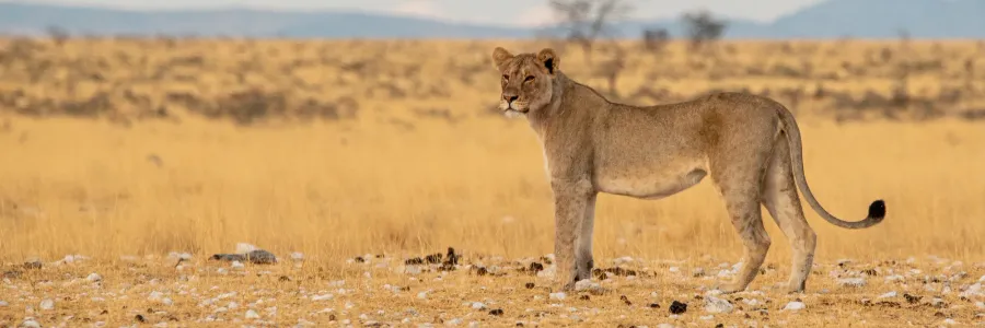 A single lioness in a wide golden plain