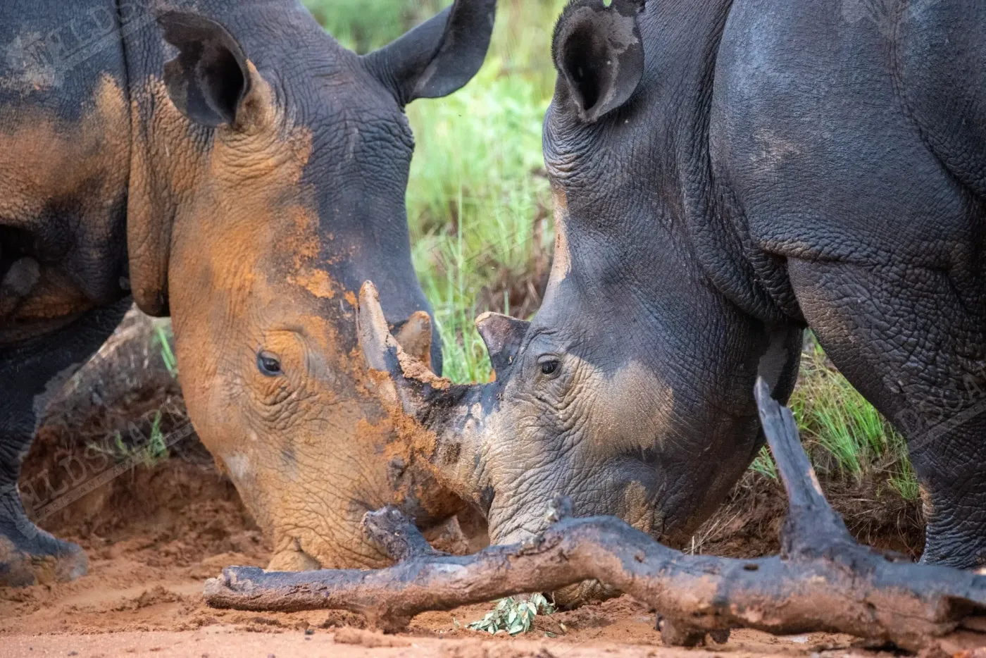 Two rhinos wallowing in a mud hole