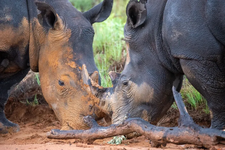 Two rhinos wallowing in a mud hole