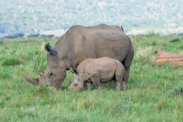 A white rhino with its calf on a grassy plain