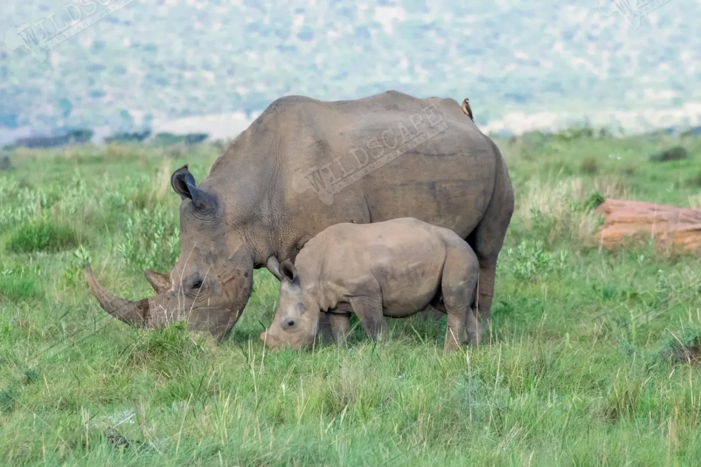 A white rhino with its calf on a grassy plain