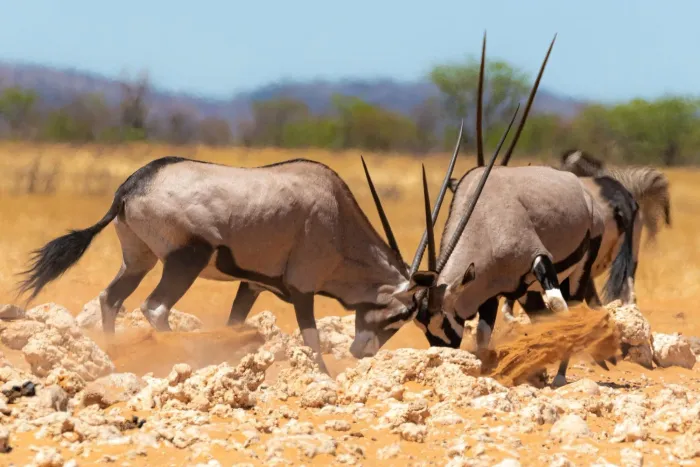 Two oryx locking horns in the sand